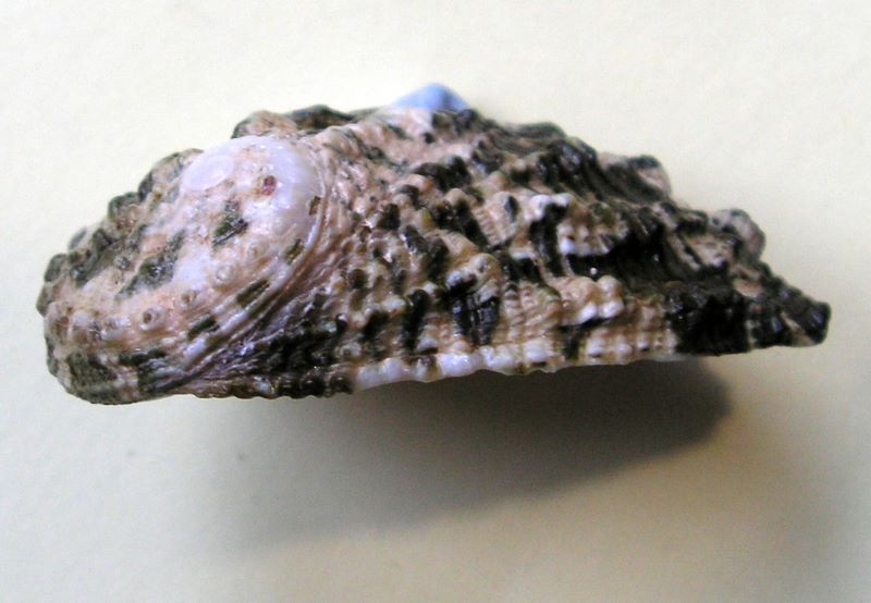 Haliotis varia - Linnaeus, 1758 Halvari10
