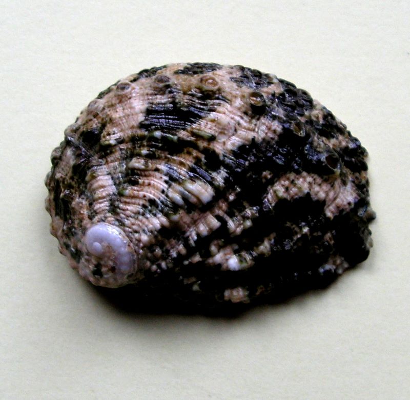 Haliotis varia - Linnaeus, 1758 Halvari11