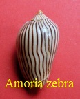 Amoria zebra, Leach 1814