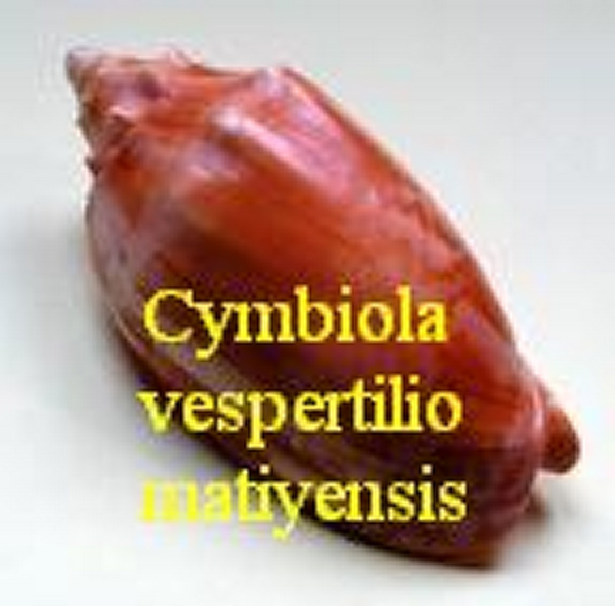 Cymbiola (Cymbiola) vespertilio matiyensis, Douté, H., 1995 