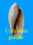 Cymbium gracile, Broderip 1830