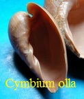 Cymbium olla, L. 1758