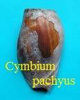 Cymbium pachyus, Pallary 1930