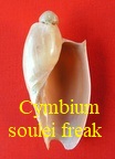 Cymbium souliei freak