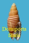 Domiporta filaris,von Linne 1771