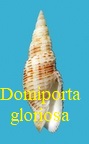 Domiporta gloriola, Cernohorsky 1970