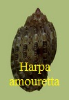 Harpa amouretta, Roeding 1798