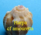 Harpa amouretta