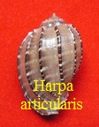 Harpa articularis, Lamarck 1822