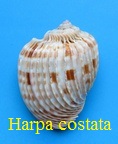 Harpa costata, L. 1758