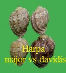 Harpa major vs davidis