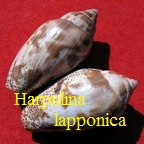 Harpulina lapponica, Linné 1767