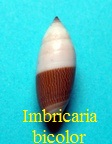 Imbricaria bicolor, Swainson 1824