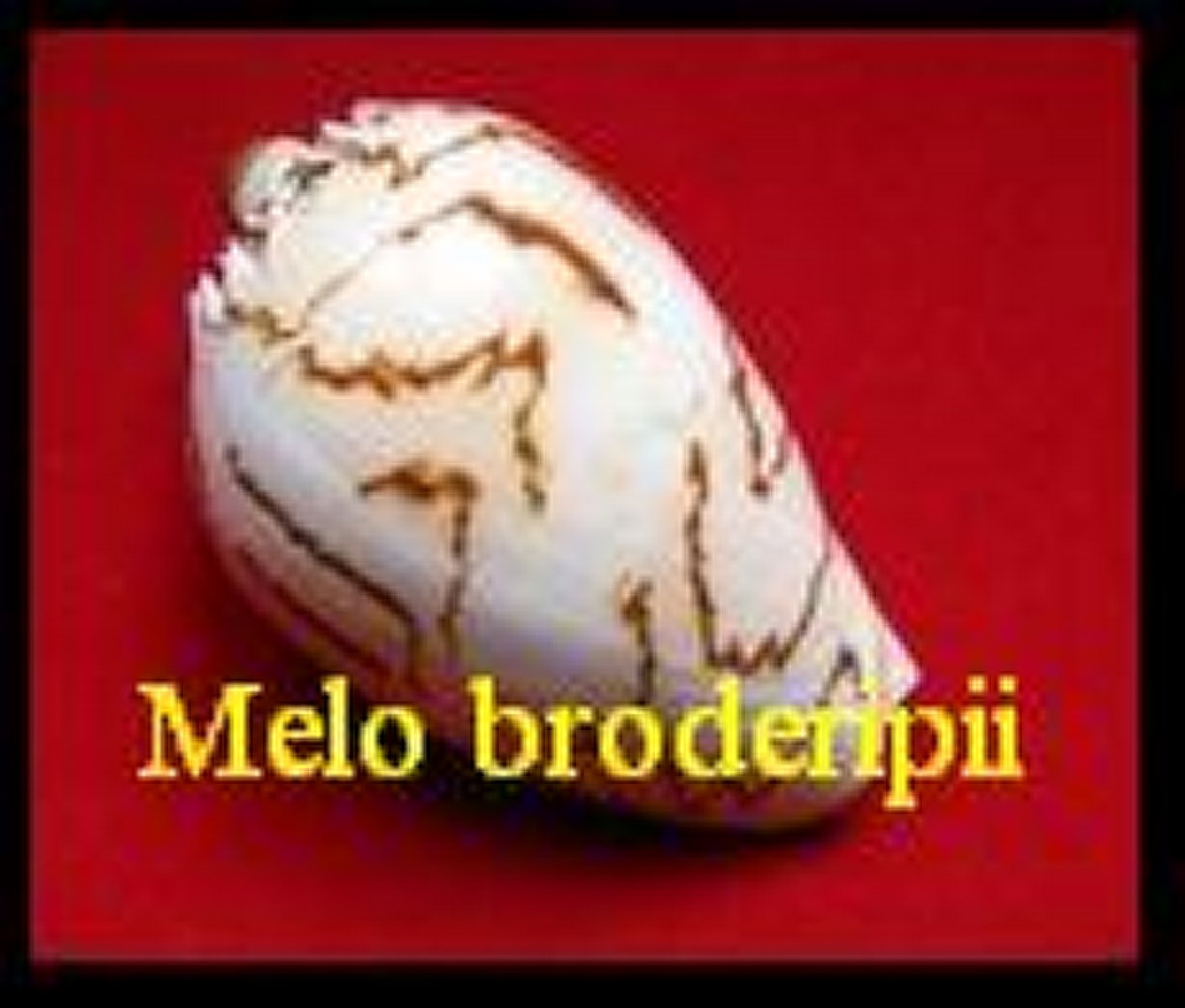 melo broderipii