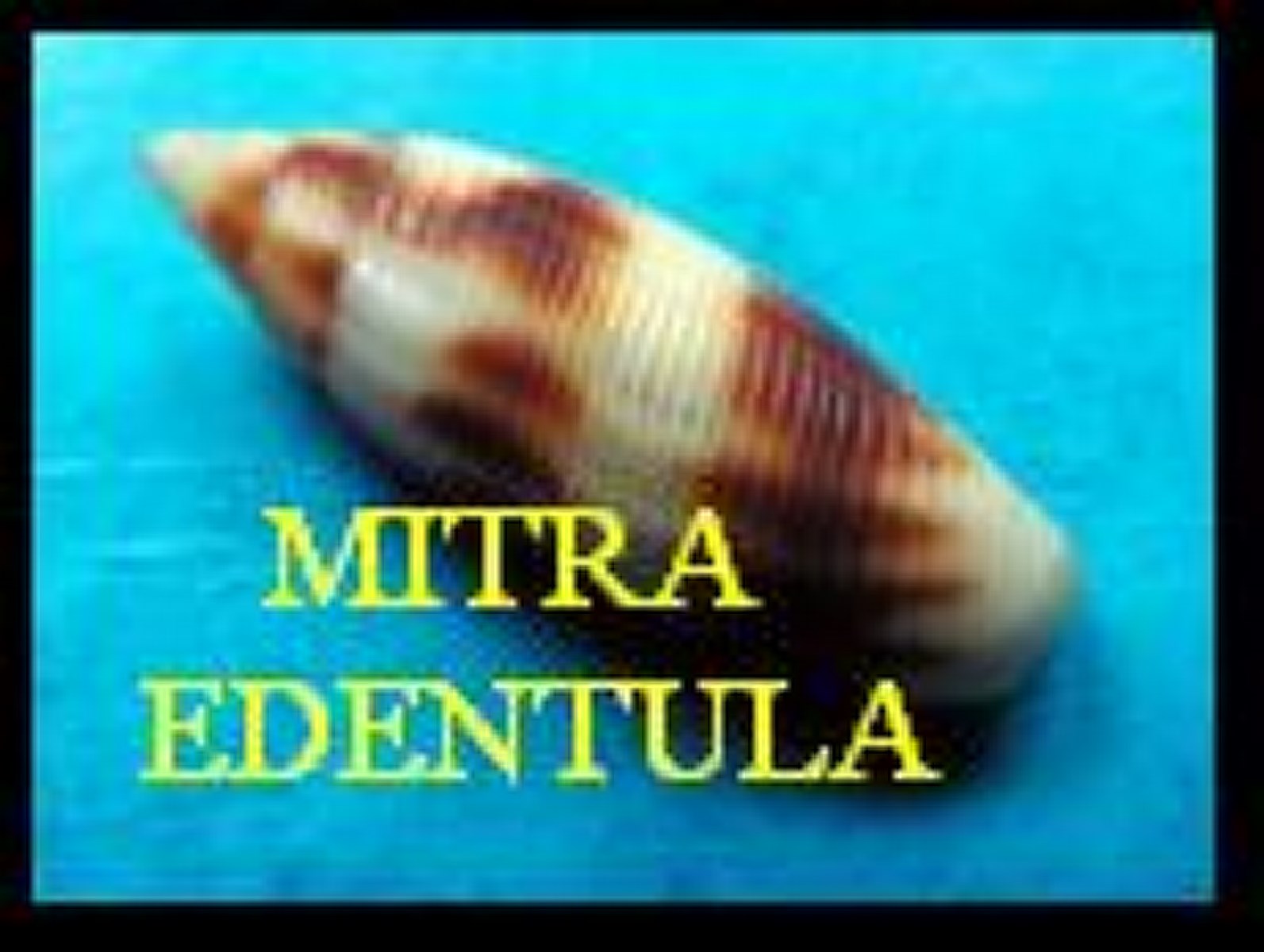 MITRA EDENTULA