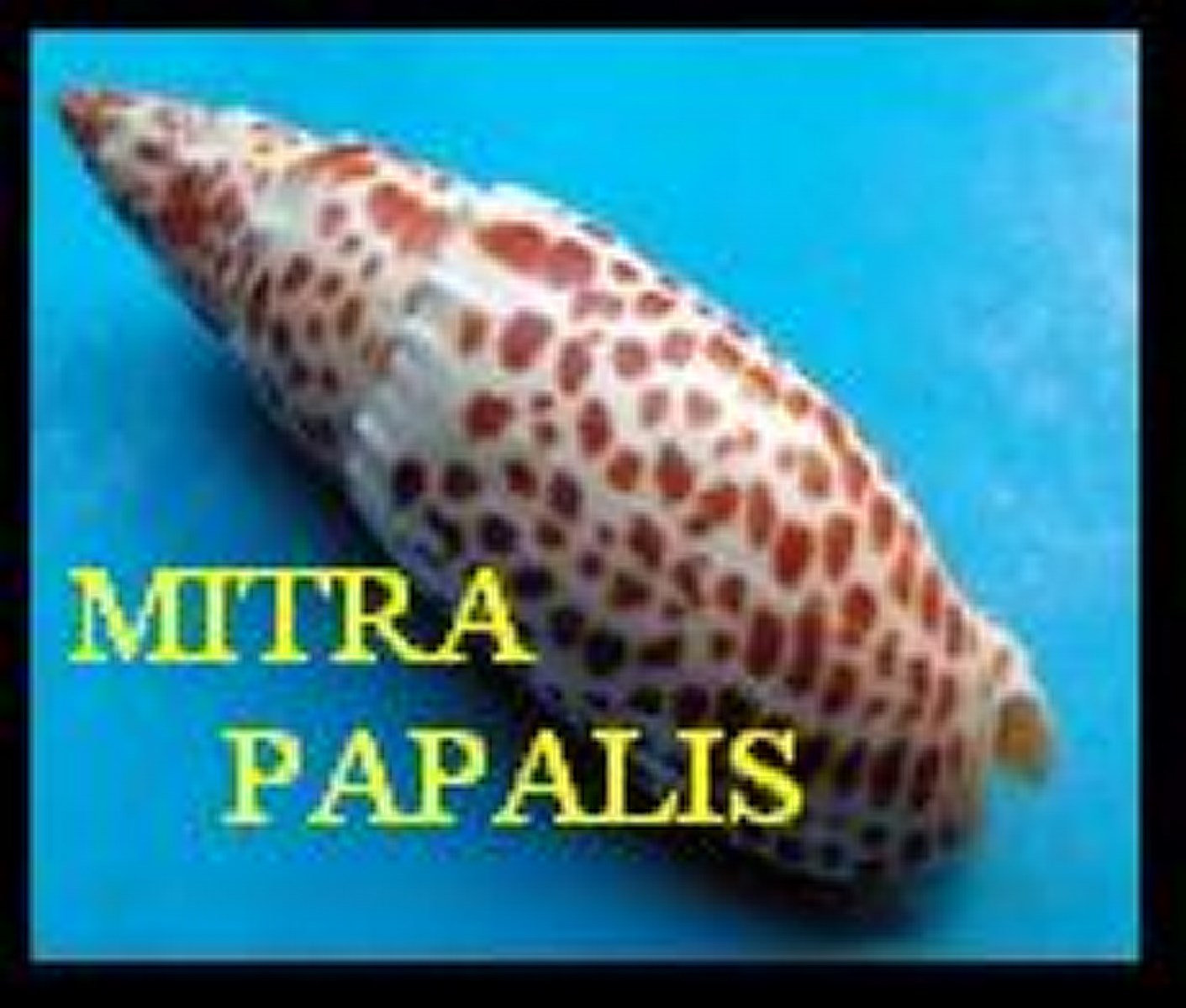 MITRA PAPALIS