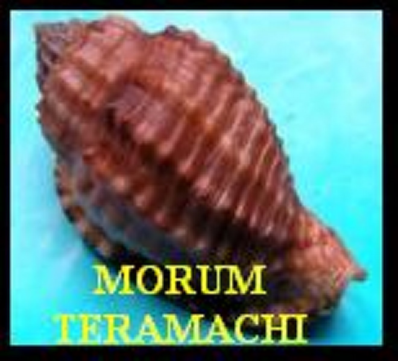 MORUM TERAMACHI