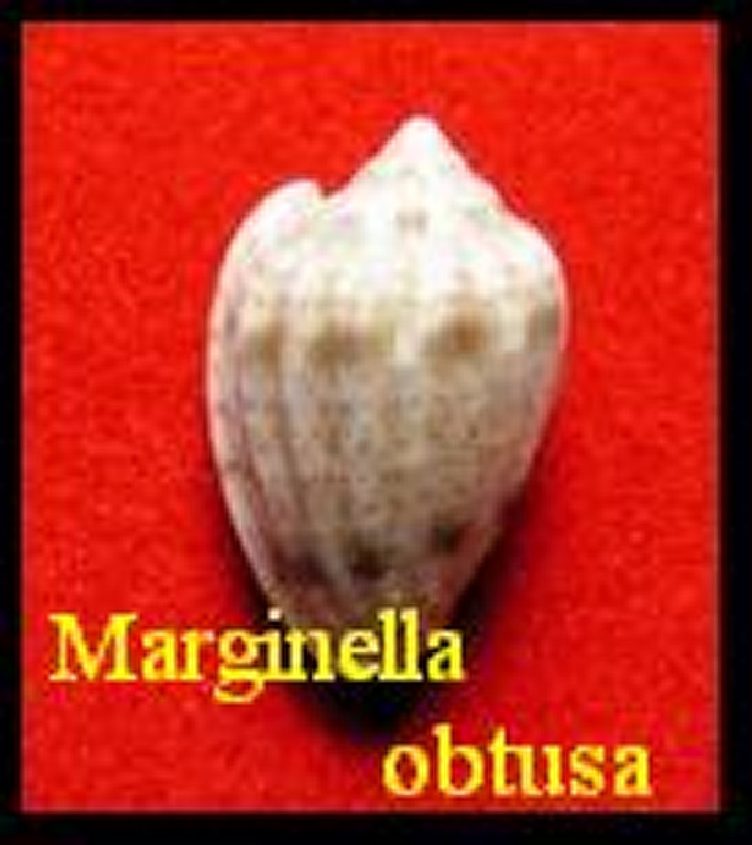 Marginella obtusa, Sowerby 1846 