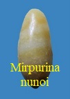 Mirpurina nunoi, Moro, Espinosa & Ortea 2019