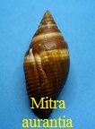 Mitra (Nebularia) aurantia Gmelin, 1791