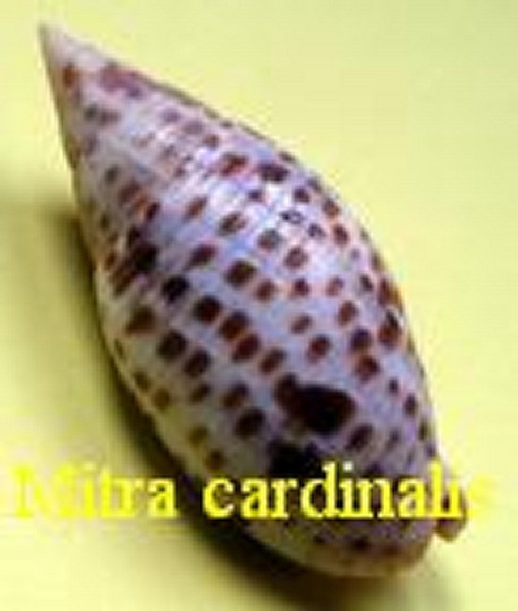 Mitra cardinalis, Gmelin 1791