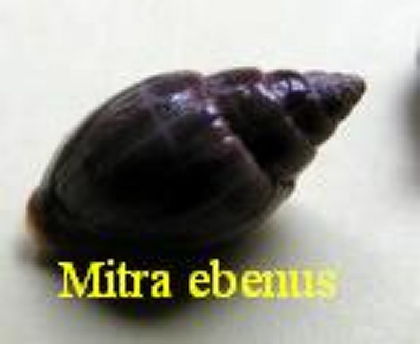 Mitra ebenus, Lamarck 1811