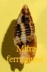 Mitra ferruginea, Lamarck 1811