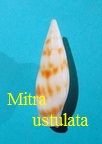 Mitra ustulata, Reeve 1844