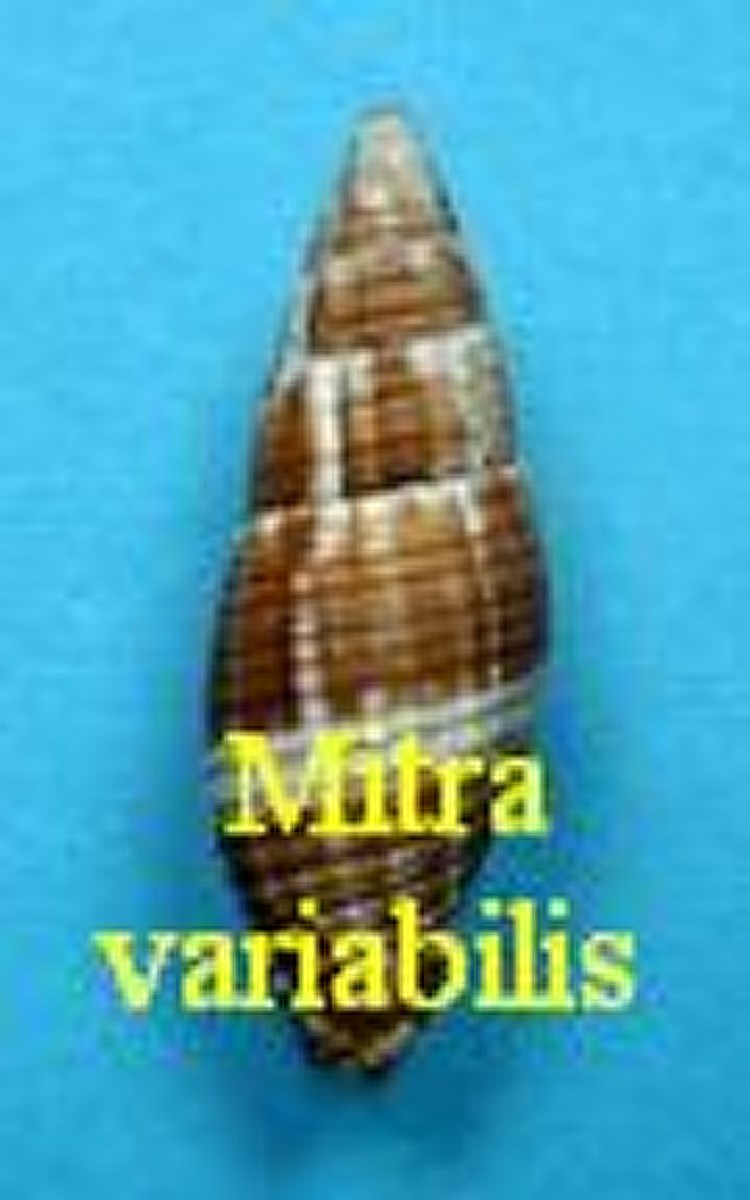 Mitra variabilis, Reeve 1844 