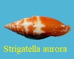 Strigatella aurora, Dohrn 1861