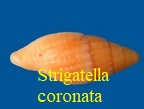 Strigatella coronata, Lamarck 1811