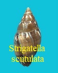 Strigatella scutulata