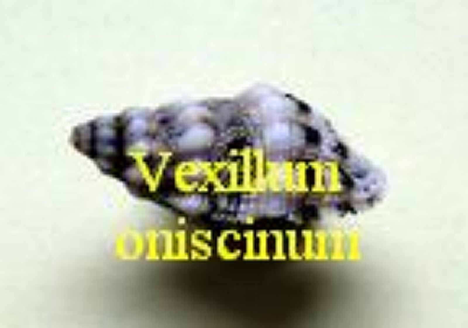 Vexillum (Pusia) oniscinum, Lamarck 1811