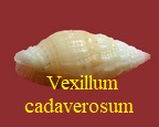 Vexillum cadaverosum, Reeve 1844