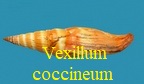 Vexillum coccineum, Reeve 1844