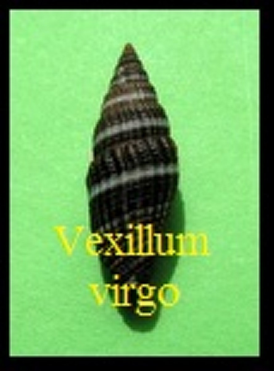 Vexillum virgo, von Linné 1767