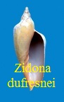 Zidona dufresnei dufresnei, Donovan 1823