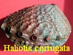 Haliotis (Haliotis) corrugata, Wood 1828