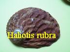 Haliotis (Haliotis) rubra rubra, leach 1814