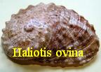 Haliotis ovina, Gmelin 1791