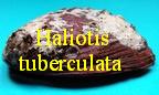 Haliotis tuberculata tuberculata, L. 1758