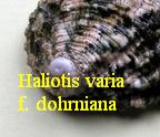 Haliotis varia f. dohrniana, Dunker 1863