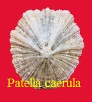 Patella caerula, L. 1758