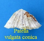 Patella vulgata conica, Anton 1839