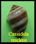 Cassidula nucleus