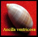 Ancilla ventricosa, Lamarck 1811