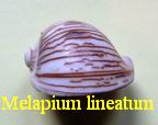 Melapium lineatum, Lamarck 1822