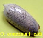 Oliva concinna f. oldi, Zeigler 1969