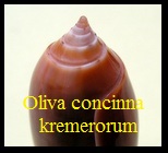 Oliva (Miniaceoliva) concinna kremerorum, Petuch & Sargent 1986