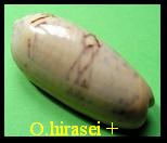 Oliva hirasei + 